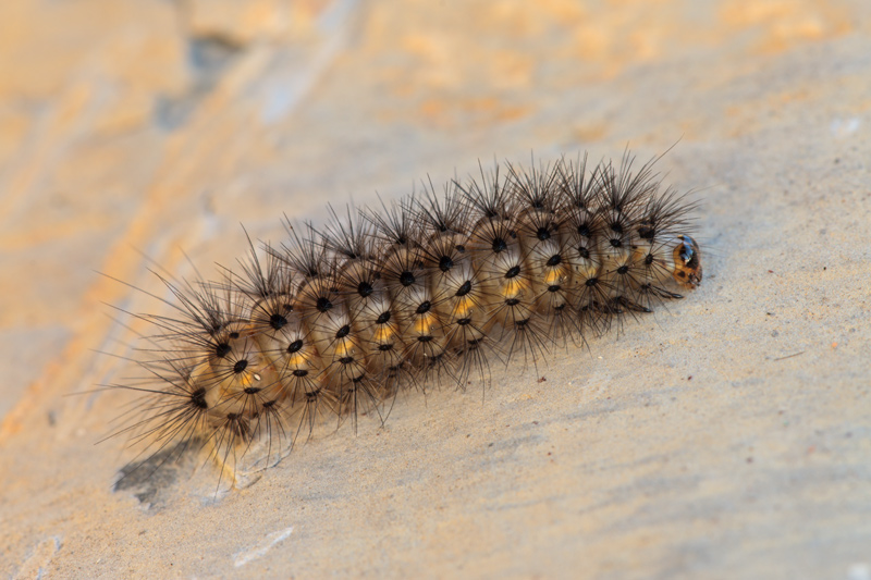 Bruco da identificare - Erebidae Arctiinae